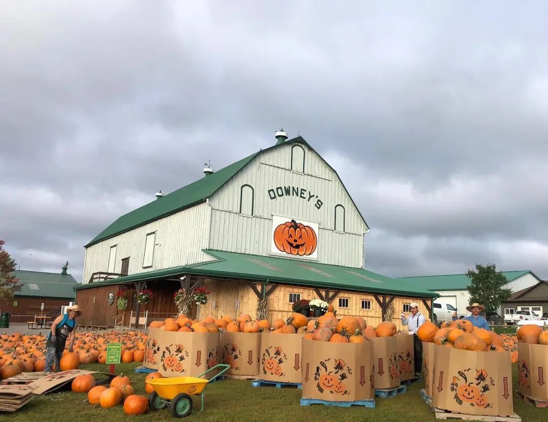 朋友圈柠檬收割机：这才是你该带娃遛的南瓜农场！