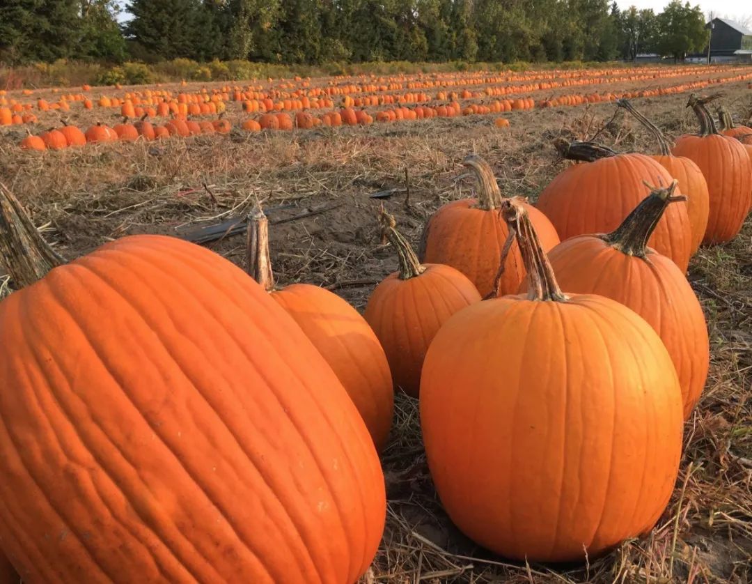 朋友圈柠檬收割机：这才是你该带娃遛的南瓜农场！