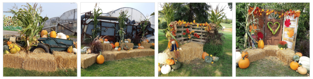 朋友圈柠檬收割机：这才是你该带娃遛的南瓜农场！