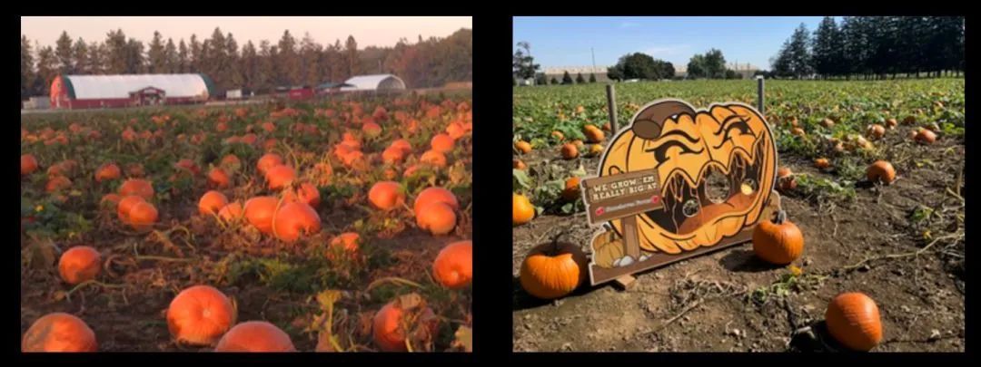 朋友圈柠檬收割机：这才是你该带娃遛的南瓜农场！