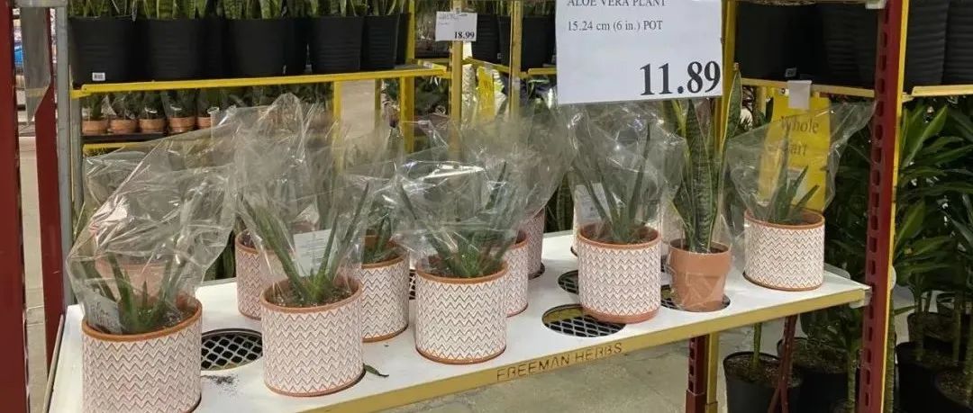 操心你的菜篮子：入侵物种！加拿大再也不能卖新鲜的铁棍山药了！