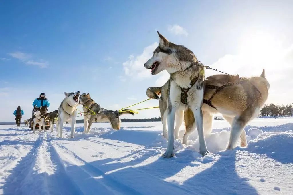 后悔知道得太晚!疫情后花式过冬,多伦多这些好去处不要错过! 后悔知道得太晚!疫情后花式过冬,多伦多这些好去处不要错过!