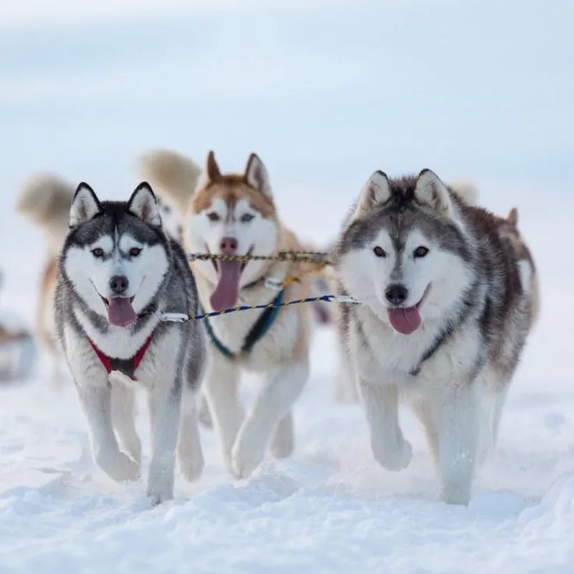 后悔知道得太晚!疫情后花式过冬,多伦多这些好去处不要错过! 后悔知道得太晚!疫情后花式过冬,多伦多这些好去处不要错过!