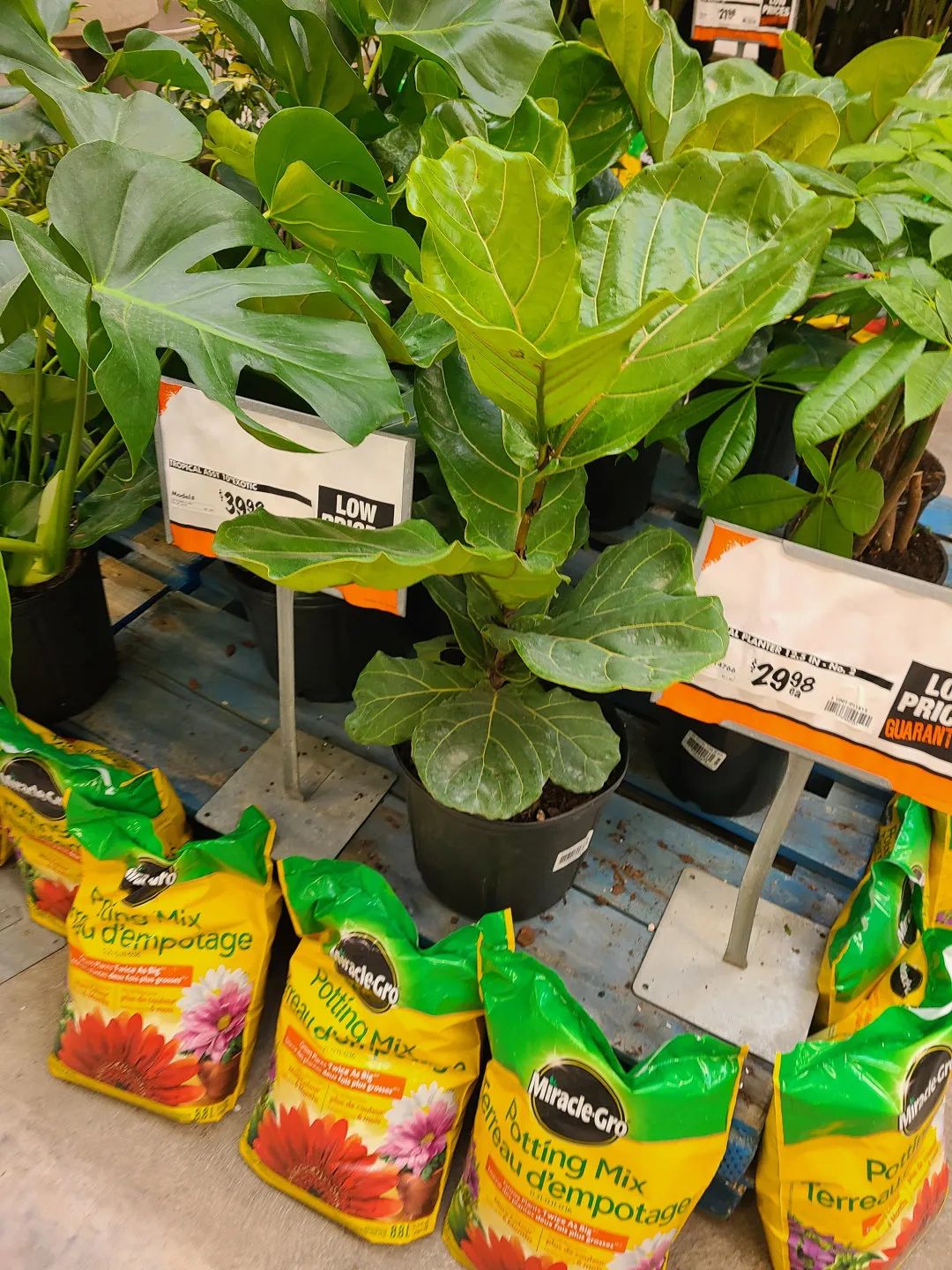 Costco就是凑数的！Home Depot才是养花种菜的白月光