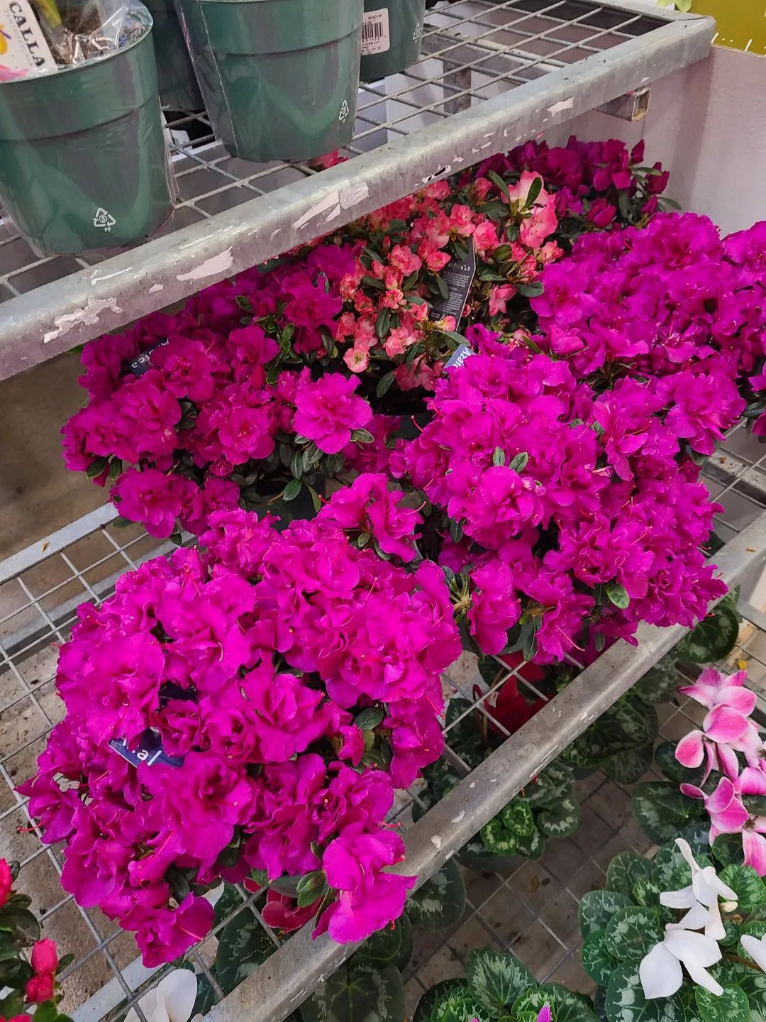 Costco就是凑数的！Home Depot才是养花种菜的白月光