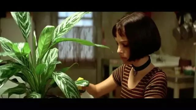 Costco就是凑数的！Home Depot才是养花种菜的白月光