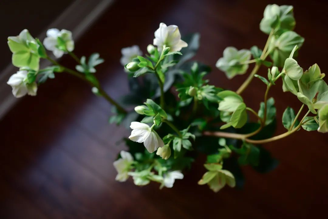 Costco就是凑数的！Home Depot才是养花种菜的白月光