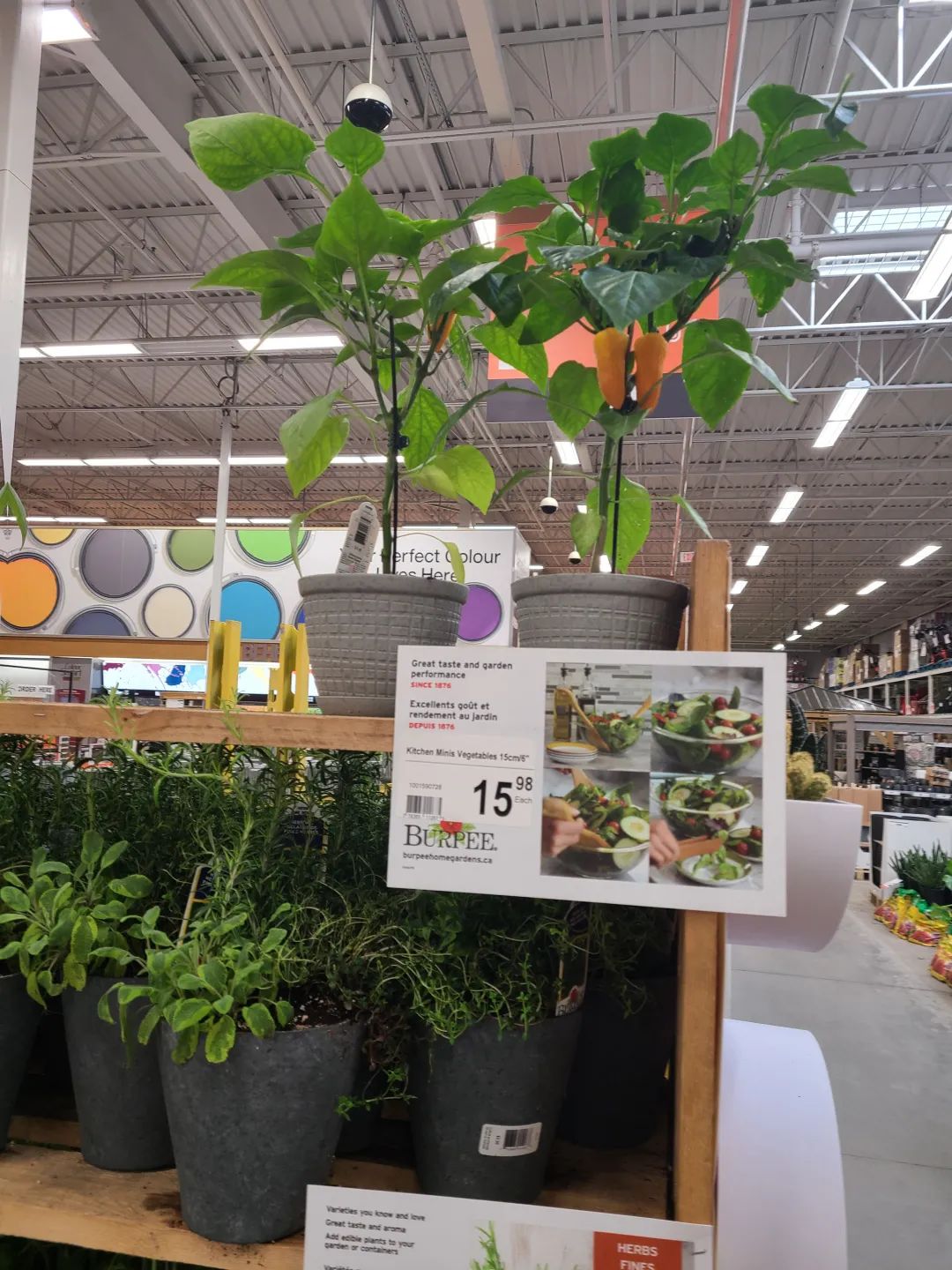 Costco就是凑数的！Home Depot才是养花种菜的白月光