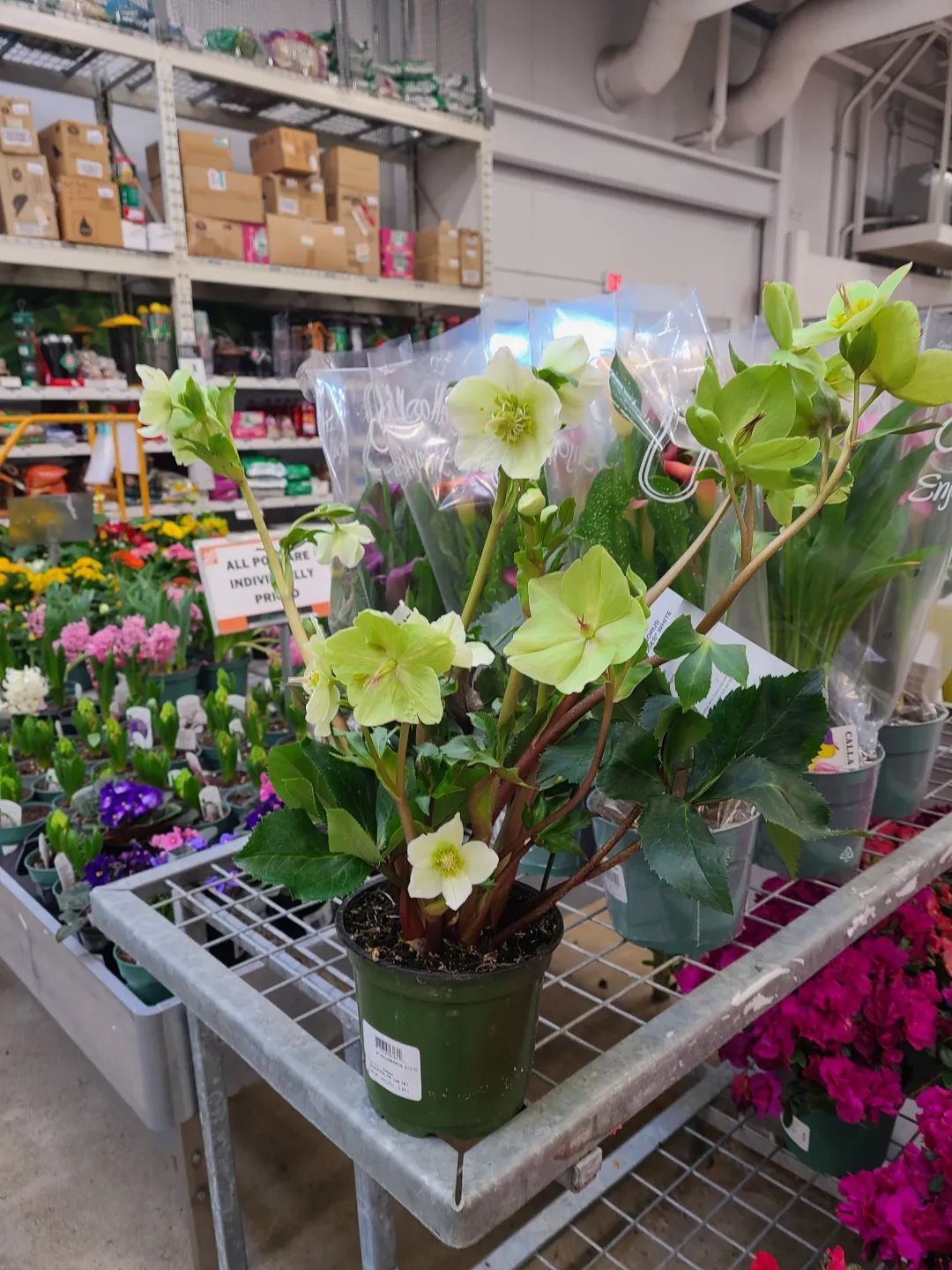 Costco就是凑数的！Home Depot才是养花种菜的白月光