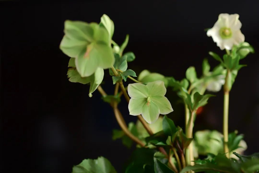 Costco就是凑数的！Home Depot才是养花种菜的白月光