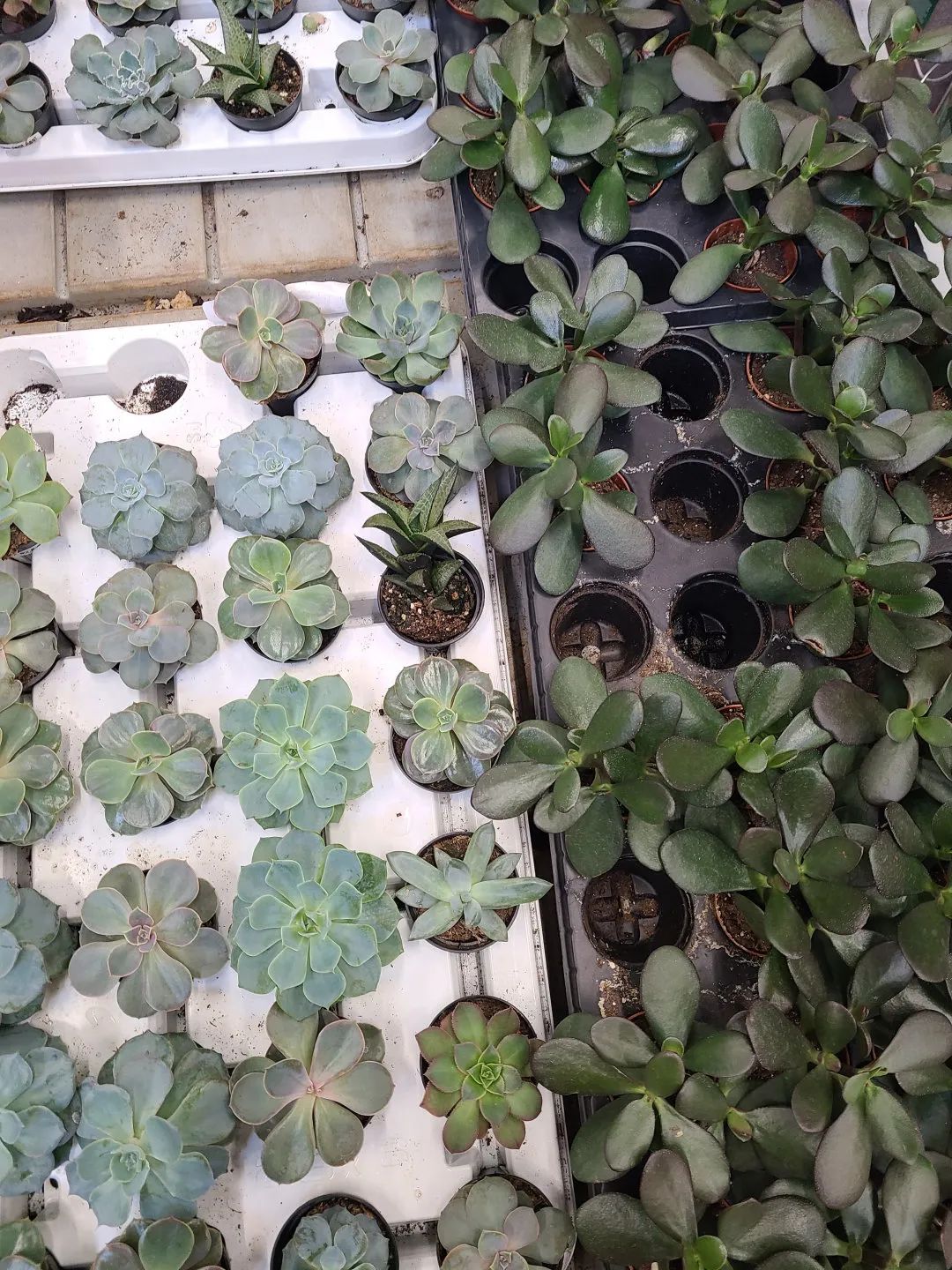Costco就是凑数的！Home Depot才是养花种菜的白月光