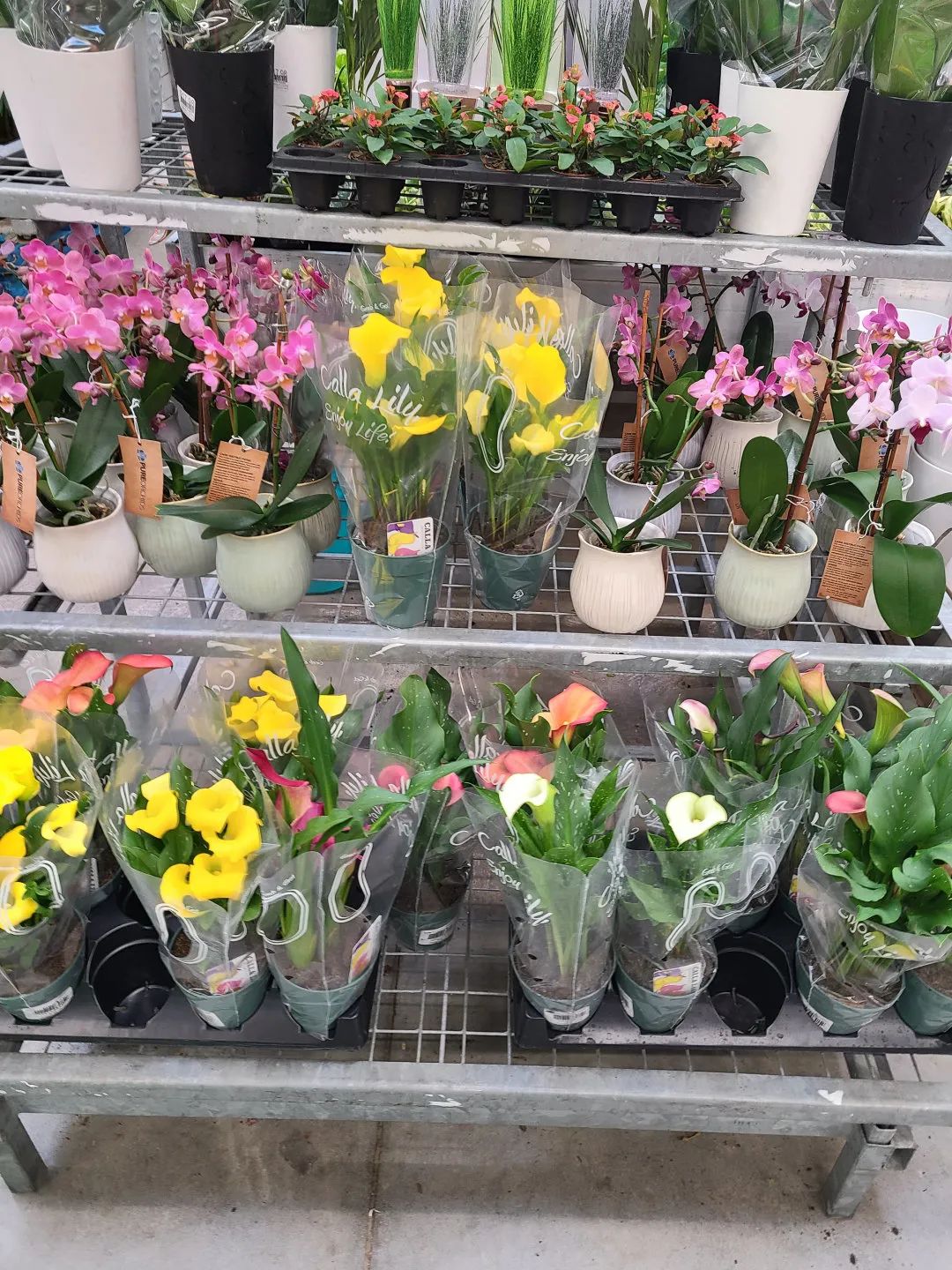 Costco就是凑数的！Home Depot才是养花种菜的白月光