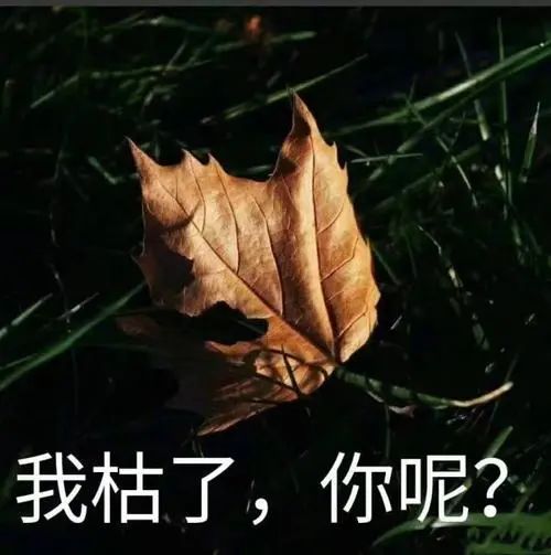 多伦多赏花攻略:樱花杜鹃芍药郁金香...最佳打卡地集锦 多伦多赏花攻略:樱花杜鹃芍药郁金香...最佳打卡地集锦
