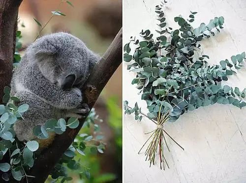 放过发财树和富贵竹，这些撩人的绿植，让你的家INS风满满！