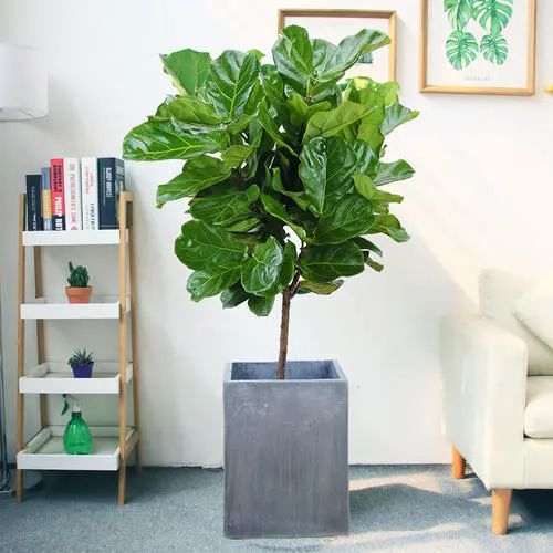 放过发财树和富贵竹，这些撩人的绿植，让你的家INS风满满！