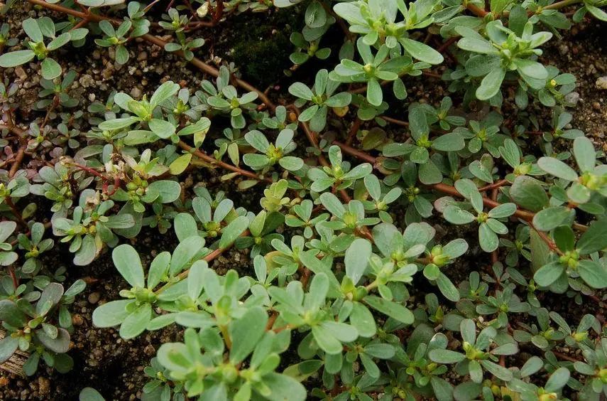 用生命尝一口春天的味道，今天你挖野菜了吗？