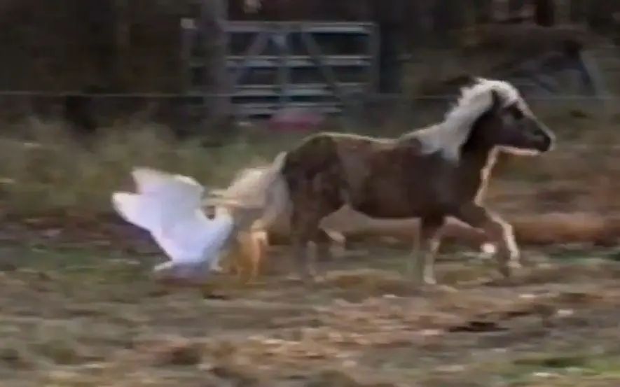 大鹅吊打团灭两头猛虎！能战胜大鹅真的只有铁锅了吗？