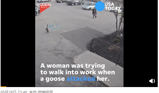 大鹅吊打团灭两头猛虎！能战胜大鹅真的只有铁锅了吗？