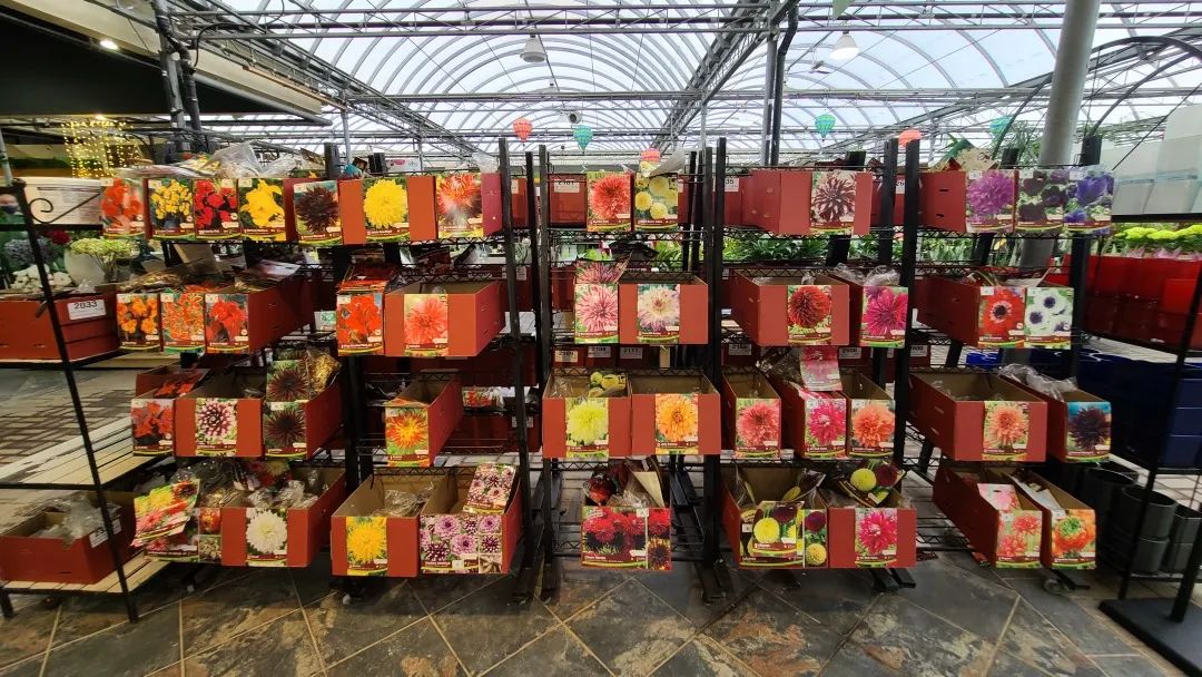 探店：在封城中求生存的苗圃，仍骄傲地营业中！