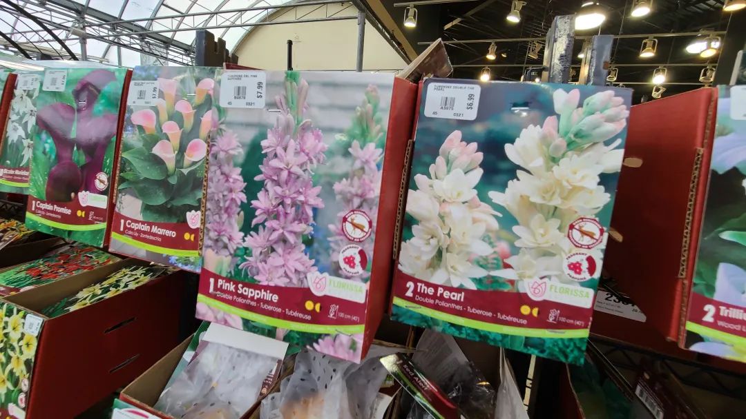 探店：在封城中求生存的苗圃，仍骄傲地营业中！