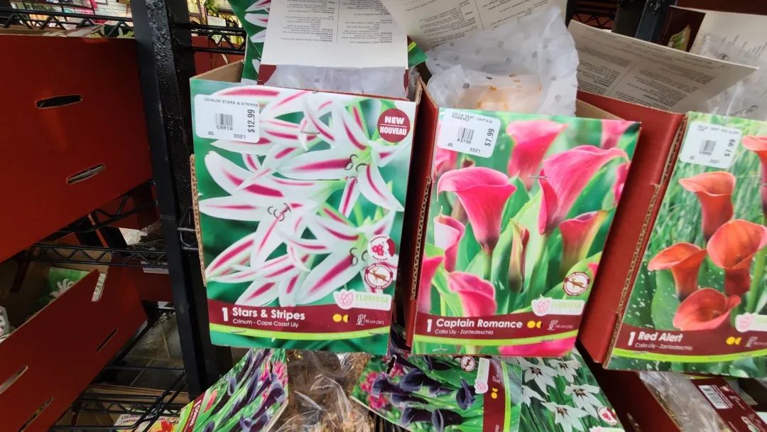 探店：在封城中求生存的苗圃，仍骄傲地营业中！