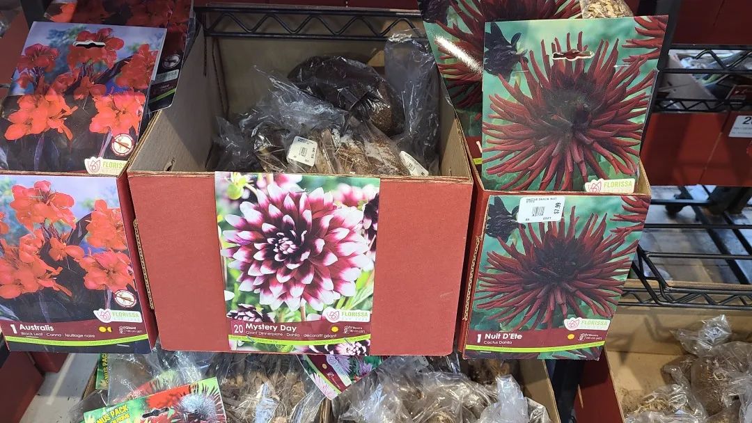 探店：在封城中求生存的苗圃，仍骄傲地营业中！