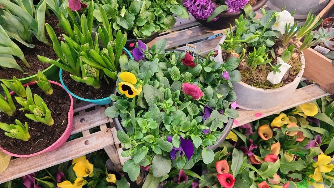 把超市玩成网红打卡地：深度探店高颜值超市Village Grocer