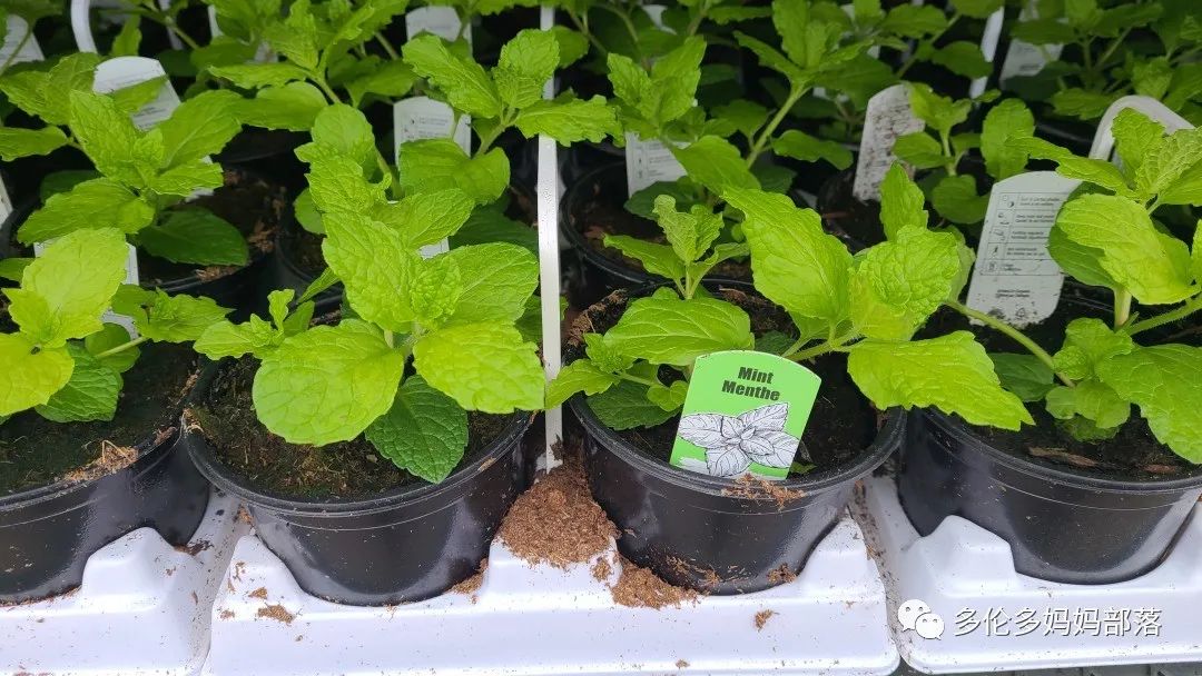 Costco不甘寂寞放大招：户外卖绿植，内附大量细节生图及种植经验分享
