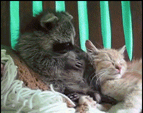 抓3只浣熊花了1200刀，每天都在被干脆面教育重新做人！