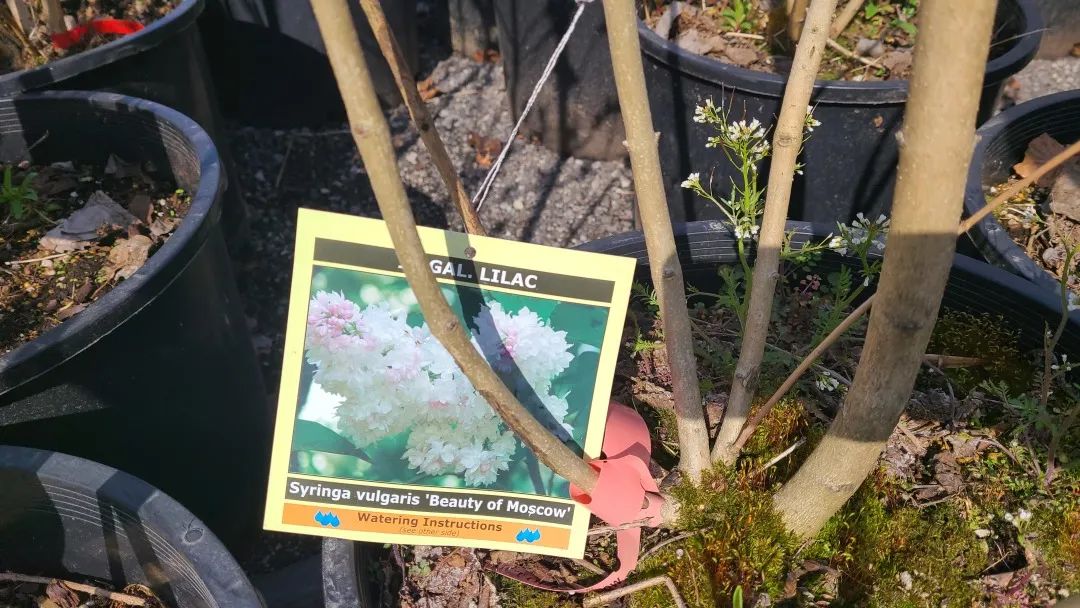 又大又香的Tree Valley苗圃探店：绣球品类就超过16种！