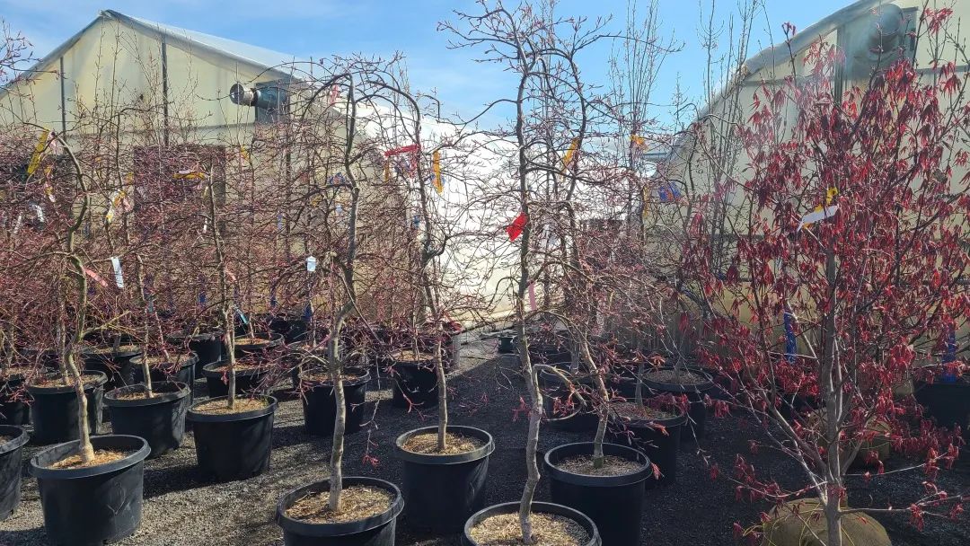 又大又香的Tree Valley苗圃探店：绣球品类就超过16种！