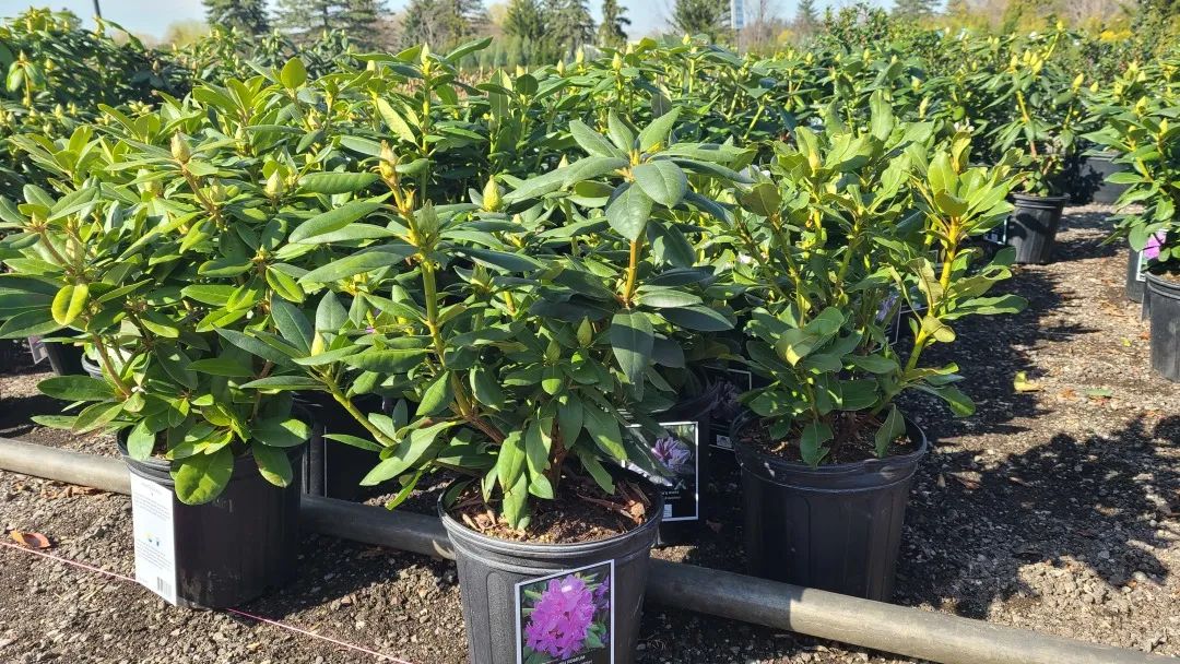 又大又香的Tree Valley苗圃探店：绣球品类就超过16种！