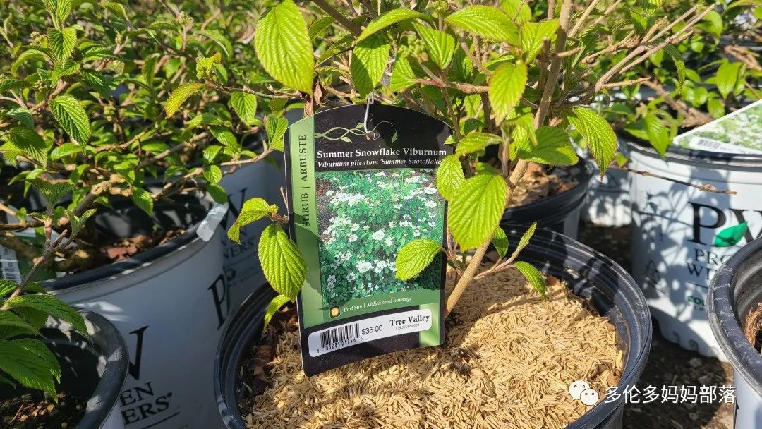 疯狂的苗圃探店系列：多年生宿根和高颜值网红绿植的卖场大秀