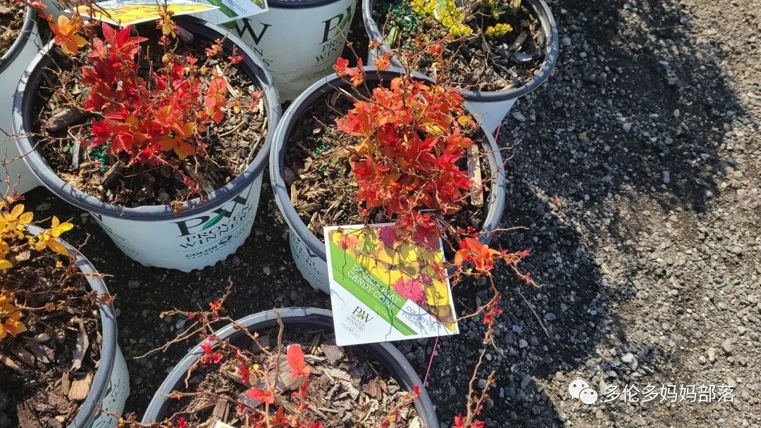 疯狂的苗圃探店系列：多年生宿根和高颜值网红绿植的卖场大秀