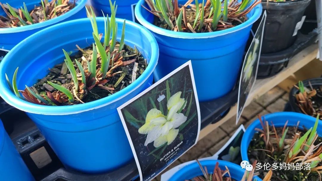 疯狂的苗圃探店系列：多年生宿根和高颜值网红绿植的卖场大秀