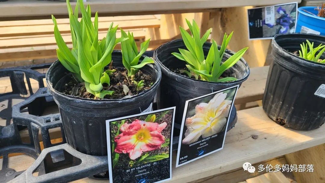 疯狂的苗圃探店系列：多年生宿根和高颜值网红绿植的卖场大秀
