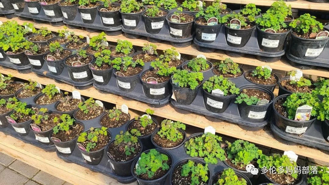 疯狂的苗圃探店系列：多年生宿根和高颜值网红绿植的卖场大秀