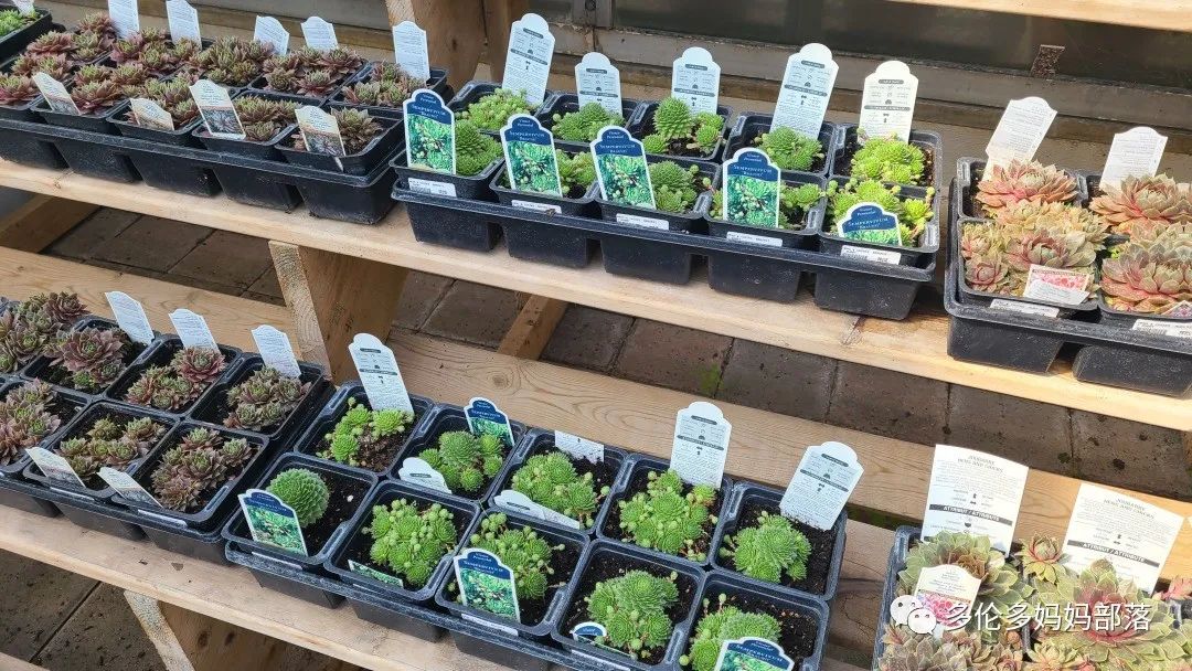 疯狂的苗圃探店系列：多年生宿根和高颜值网红绿植的卖场大秀