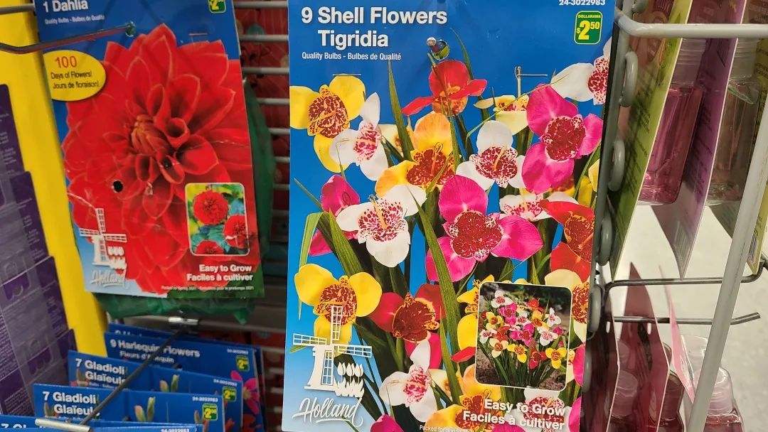 探店Dollarama：“霸道总裁”一枝花逛一元店，反向带货？