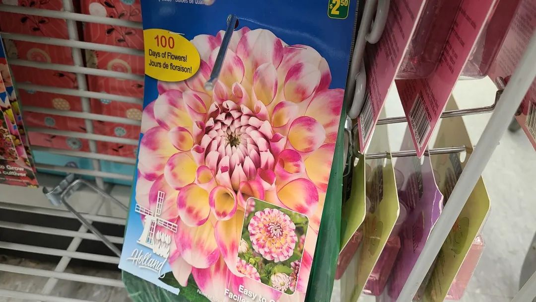 探店Dollarama：“霸道总裁”一枝花逛一元店，反向带货？