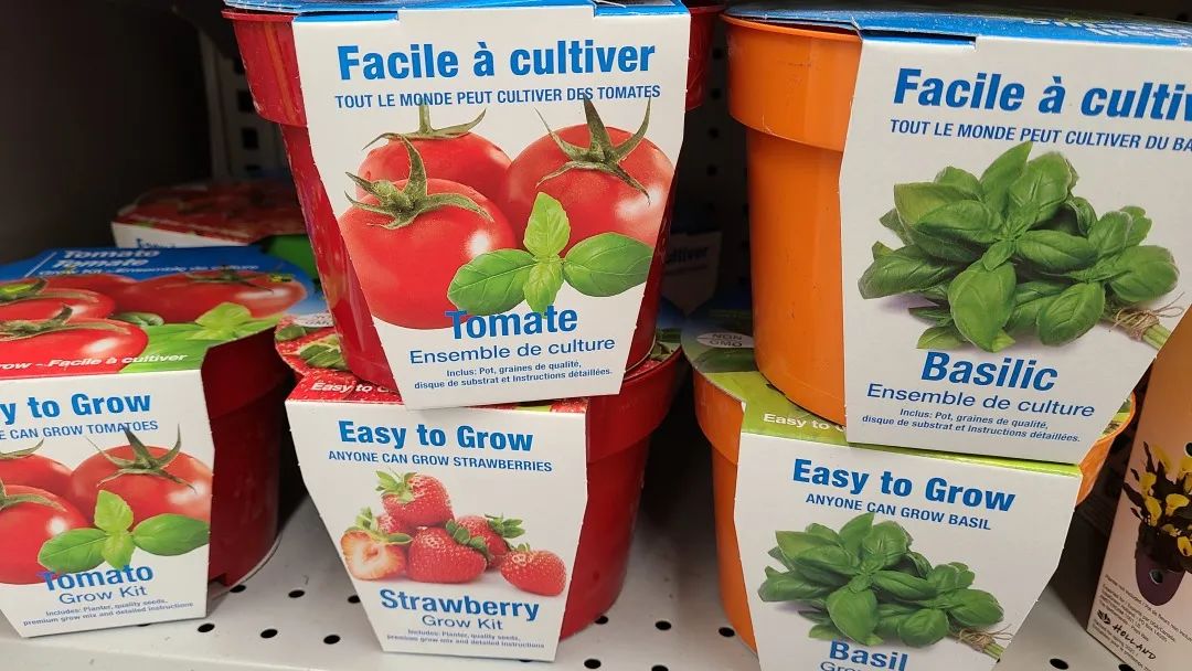 探店Dollarama：“霸道总裁”一枝花逛一元店，反向带货？