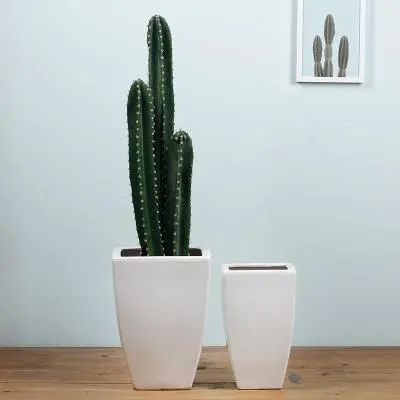 放过发财树和富贵竹，这些撩人的绿植，让你的家INS风满满！