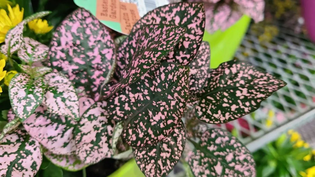 Costco绿植上新：比梅根野心还大的绣球，芦笋草莓统统有！