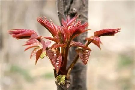 用生命尝一口春天的味道，今天你挖野菜了吗？