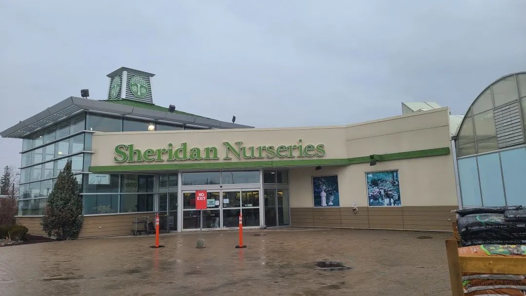 探店：在封城中求生存的苗圃，仍骄傲地营业中！