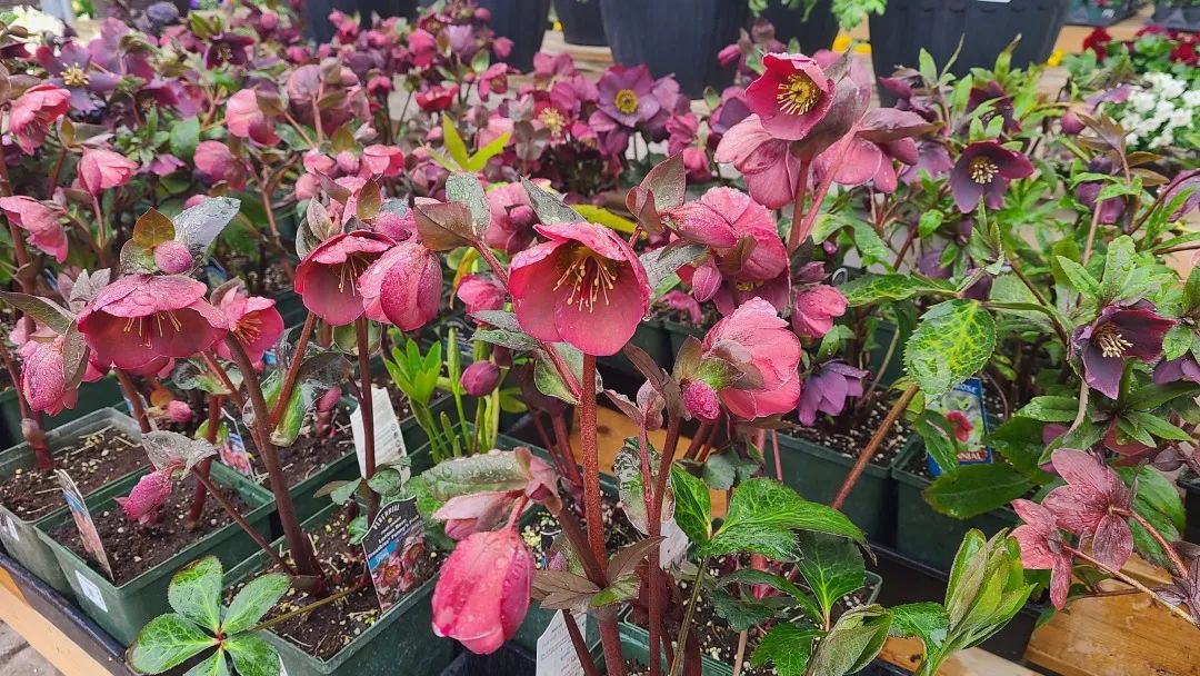 探店：在封城中求生存的苗圃，仍骄傲地营业中！