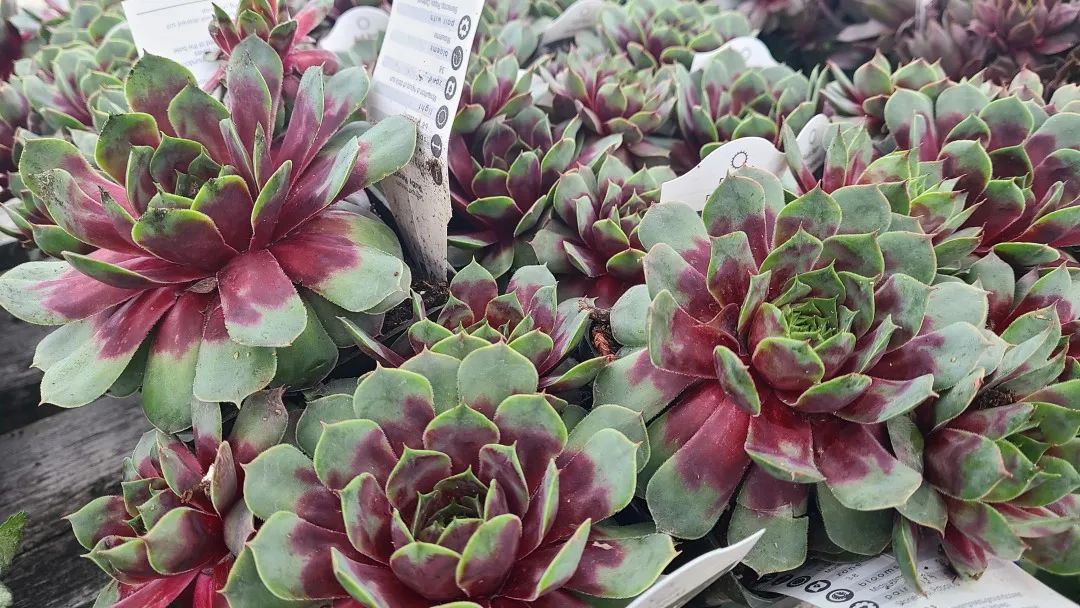 探店：在封城中求生存的苗圃，仍骄傲地营业中！