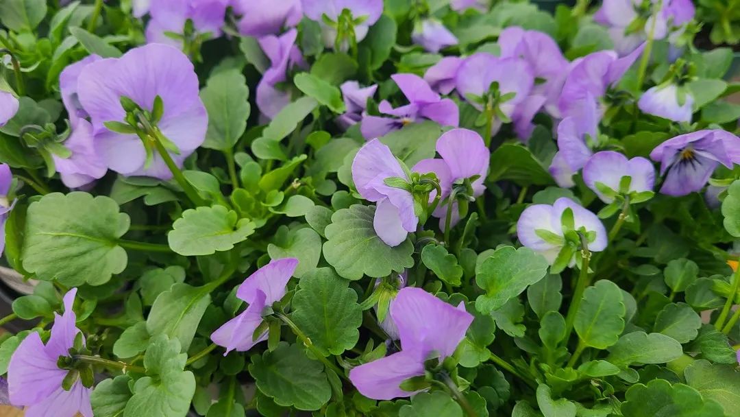 探店：在封城中求生存的苗圃，仍骄傲地营业中！