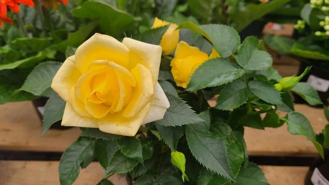 探店：在封城中求生存的苗圃，仍骄傲地营业中！