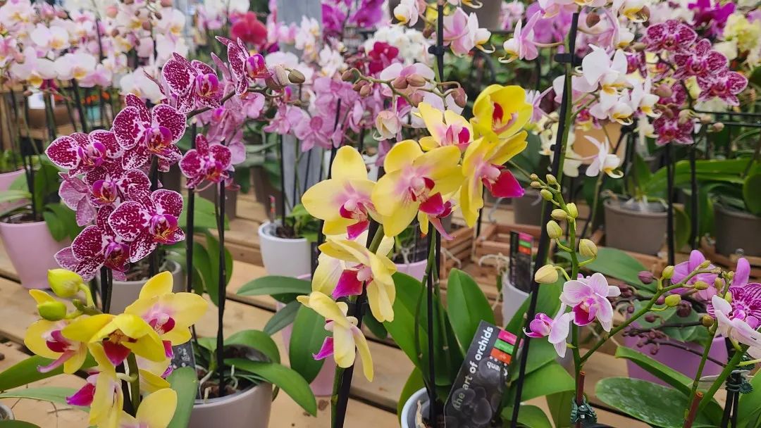 探店：在封城中求生存的苗圃，仍骄傲地营业中！